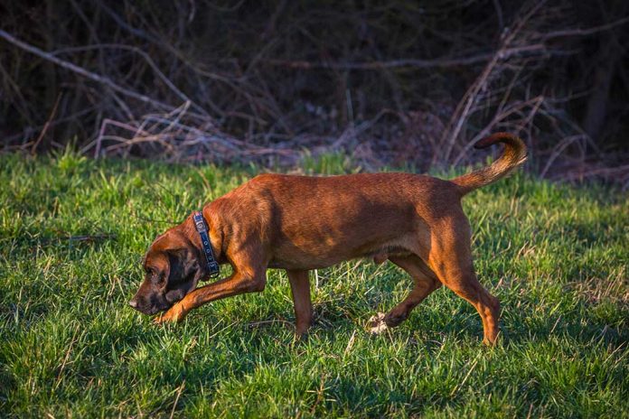 Dog the Bounty Hunter Tracks Brian Laundrie, Joins Manhunt