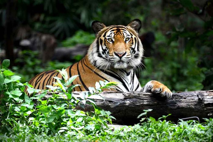The Tiger King Says New Evidence Could Free Him