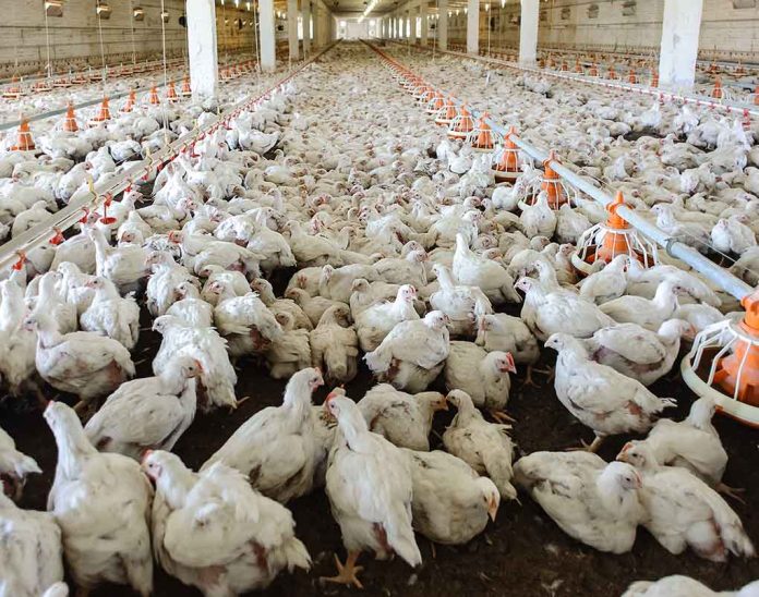 Mysterious Fire Destroys 200,000 Chickens at Massive Factory Farm