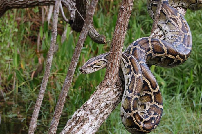 Indonesian Woman Eaten By Massive Python