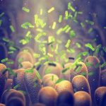 bacteria