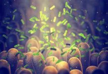 bacteria