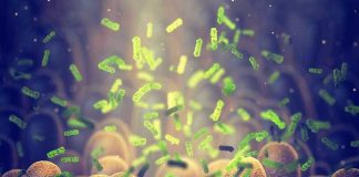 bacteria