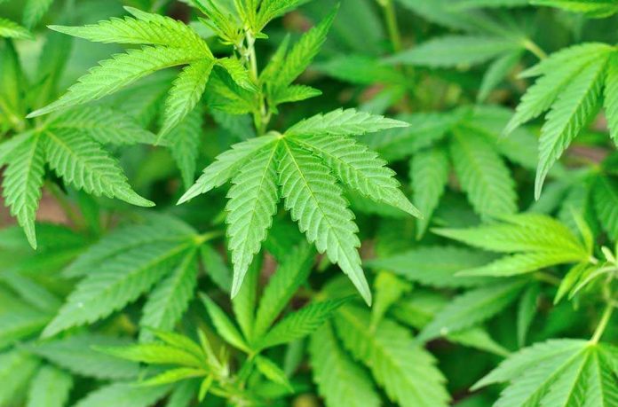 shutterstock_149605019.jpg Close-up of vibrant green cannabis leaves