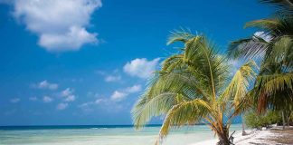 Tropical beach with palm trees and clear blue water under a bright sky