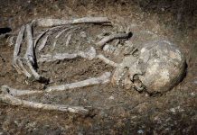 Excavated human skeleton partially embedded in soil