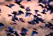 Seagull’s SHOCKING Impact on Reporter Goes Viral Many birds flying together at dusk.