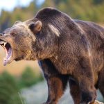 A grizzly bear roaring in a natural setting