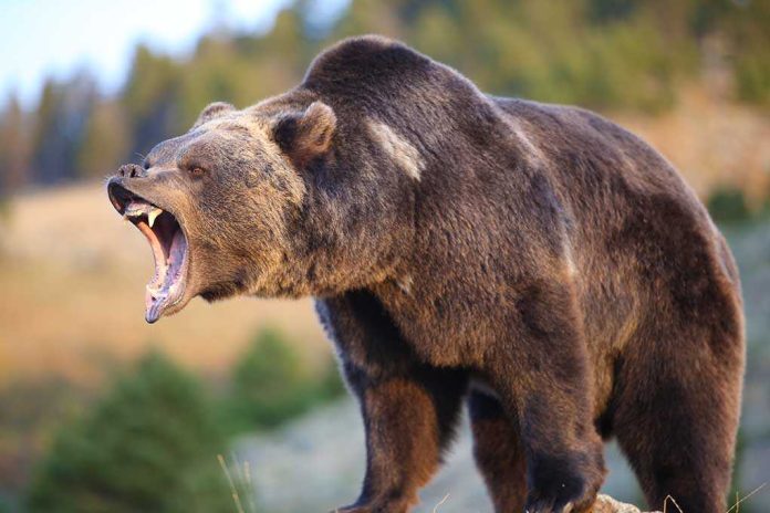 A grizzly bear roaring in a natural setting