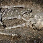 Excavated human skeleton partially embedded in soil