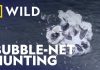 Humpback Whales Team up for Bubble-Net Hunting | Secrets