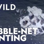 Whales Learned SHOCKING Survival Trick Humpback Whales Team up for Bubble-Net Hunting | Secrets