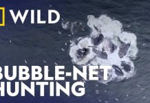 Whales Learned SHOCKING Survival Trick Humpback Whales Team up for Bubble-Net Hunting | Secrets