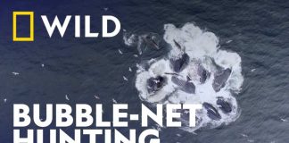 Humpback Whales Team up for Bubble-Net Hunting | Secrets