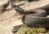 A close-up of a snake with its mouth open, displaying its fangs