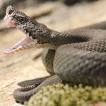 A close-up of a snake with its mouth open, displaying its fangs