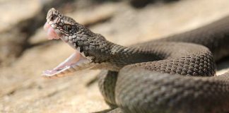 A close-up of a snake with its mouth open, displaying its fangs
