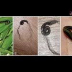 Pets Spread Ecosystem-Destroying Invaders Nationwide Your Dog or Cat Might Be Spreading an Invasive Flatworm