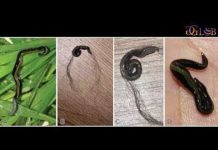 Your Dog or Cat Might Be Spreading an Invasive Flatworm