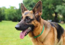 Close-up of a German Shepherd dog with a happy expression in a grassy area