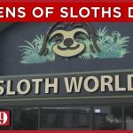 31 sloths meant for Florida's new 'Sloth World' died, state