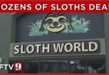 31 sloths meant for Florida's new 'Sloth World' died, state