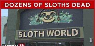 31 sloths meant for Florida's new 'Sloth World' died, state