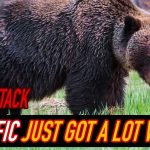 Grizzly Bear ATTACKS Hiker – MIRACULOUS Quick Thinking! Grizzly Bear ATTACKS Hiker - MIRACULOUS Quick Thinking!