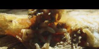 First case of New World screwworm in country confirmed in Zavala County