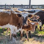 Flesh-Eating Parasite DEPLETES U.S Cattle! Longhorn cattle herd standing in a corral