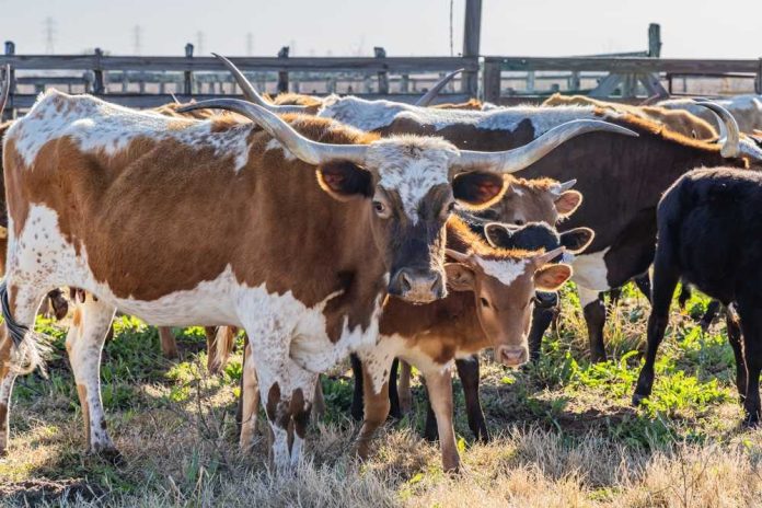 Longhorn cattle herd standing in a corral
