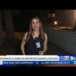 Reporters Reaction Goes VIRAL After Cockroach Invasion Cockroach lands on reporter during live report