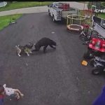 Hero Husky Tackles Charging Bear to SAVE Kid! VIDEO: Family dog saves young boy from bear in Torrington