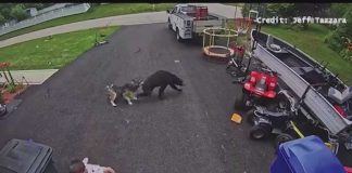 Hero Husky Tackles Charging Bear to SAVE Kid! VIDEO: Family dog saves young boy from bear in Torrington