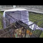 Mail carrier suspected of taking cats along route
