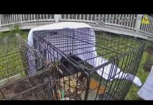 Mail carrier suspected of taking cats along route