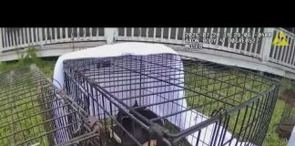 Mail carrier suspected of taking cats along route