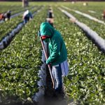 Farm worker tending crop rows with a hoe