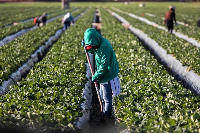 Farm worker tending crop rows with a hoe
