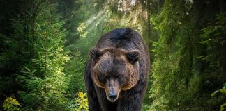Brown bear walking along a forest trail