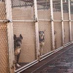 Dogs in chain-link kennels along a walkway
