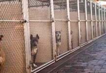 Dogs in chain-link kennels along a walkway