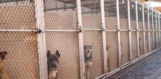 Dogs in chain-link kennels along a walkway