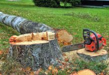 A chainsaw rests on a freshly cut tree stump in a grassy area