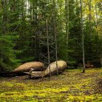 Missing WW2 Plane Found 50-Years Later Abandoned metal tanks lying on mossy forest floor