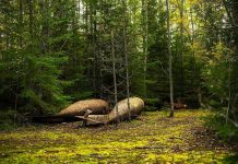 Abandoned metal tanks lying on mossy forest floor