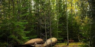 Abandoned metal tanks lying on mossy forest floor