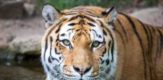 Tiger close-up in shallow water
