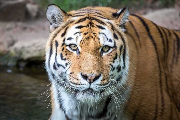 Tiger close-up in shallow water